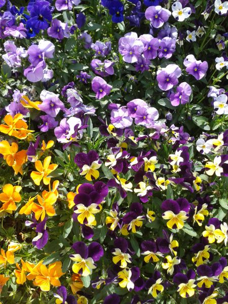 flowers